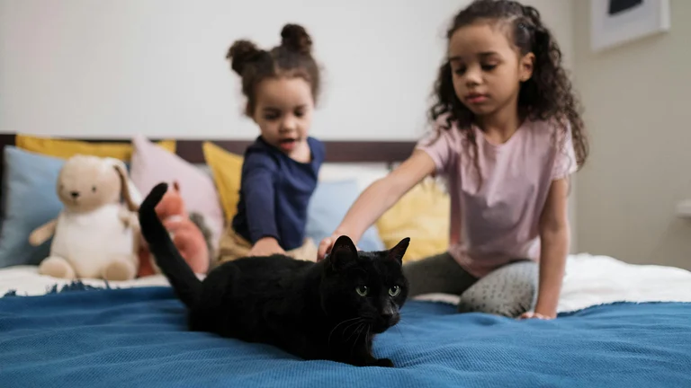 Dicas para Escolher o Brinquedo Ideal para Seu Gato