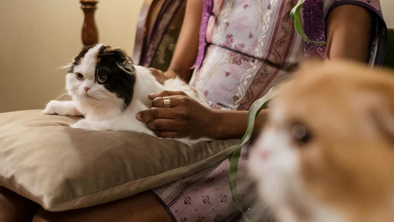 Gatos Ragdoll: a raça que se adapta a outros animais