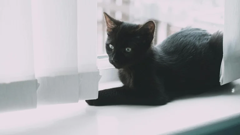 Cuidados Essenciais para Pets em Apartamentos Pequenos