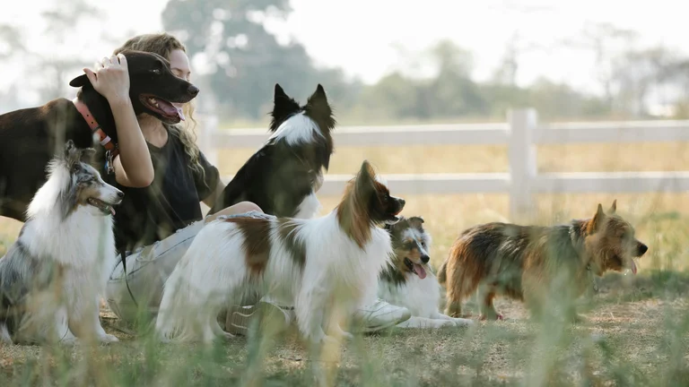 Raças de Cães Famosas em Filmes e Séries