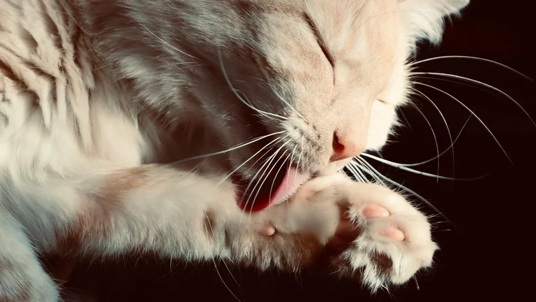 Tapetes Higiênicos: Praticidade para Donos de Pets