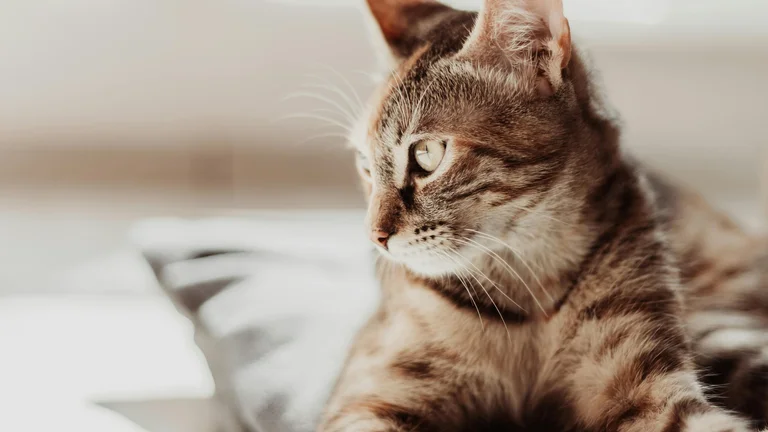 Gatos de Pelo Curto: Praticidade para o Seu Dia a Dia