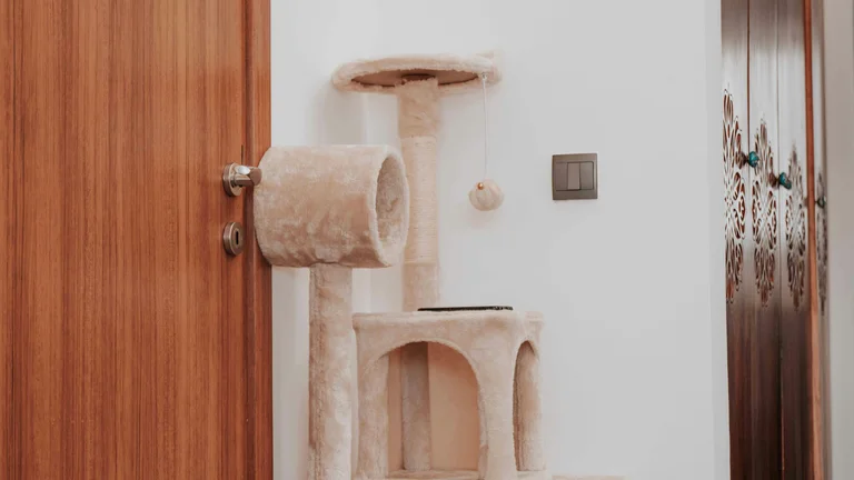 Ensine Seu Gato a Não Subir em Móveis