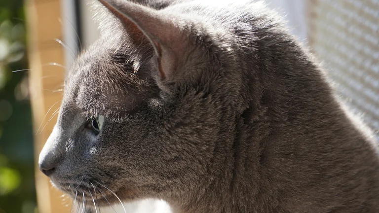 Descubra os Gatos Gigantes: Raças Imponentes