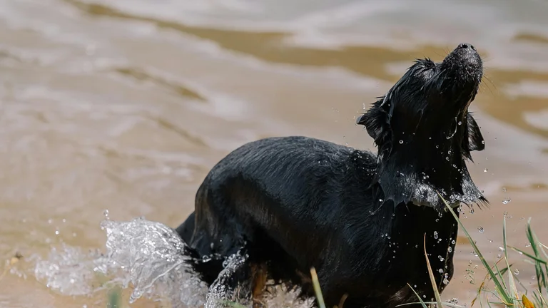 Acessórios de Verão: Mantenha seu Pet Refrescado
