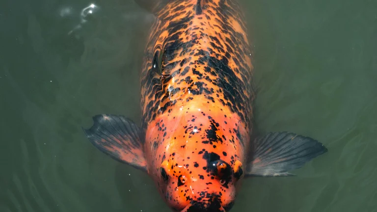 Escolha o Aquário Ideal para Seus Peixes de Estimação