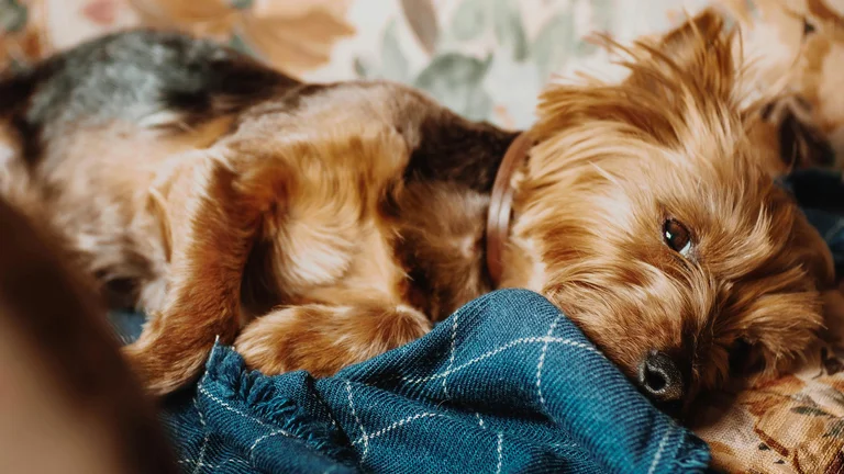Caminhas Ortopédicas: Conforto para Pets Idosos
