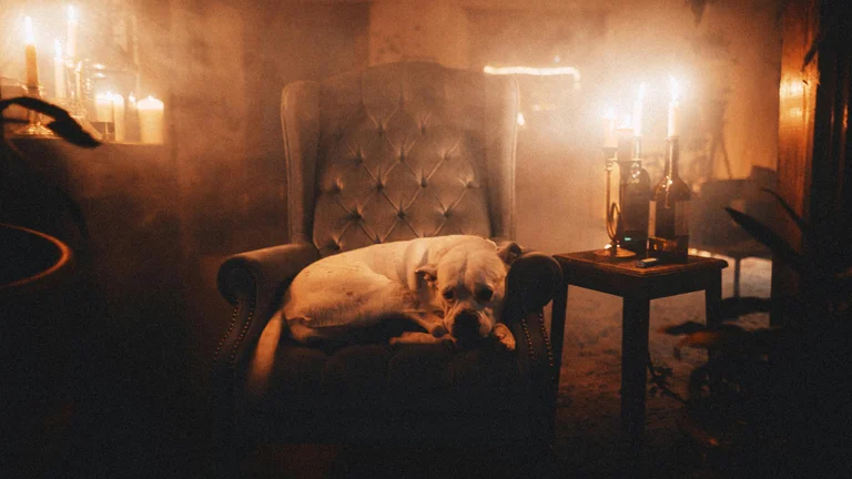 Como Ensinar Seu Cachorro a Ficar Quieto Eficazmente