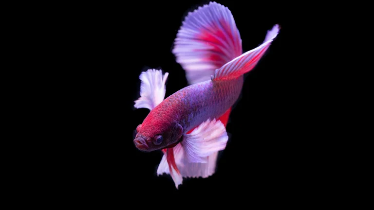 Peixes Ornamentais: Beleza Colorida para Seu Aquário