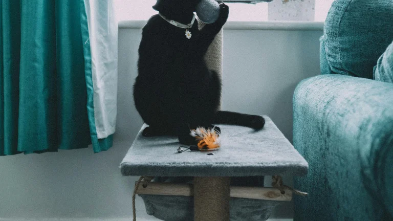 Tédio e Mau Comportamento em Pets: Entenda a Relação