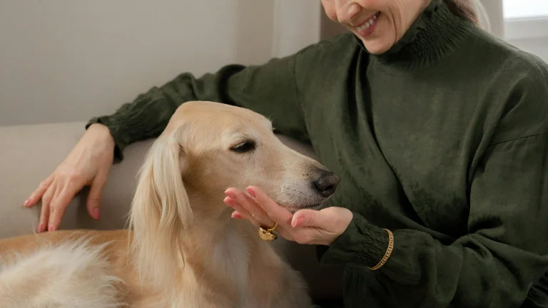 Por que os pets seguem seus donos pela casa?