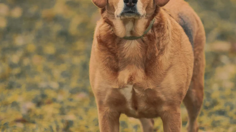 Descubra a Personalidade do Seu Cão pela Raça