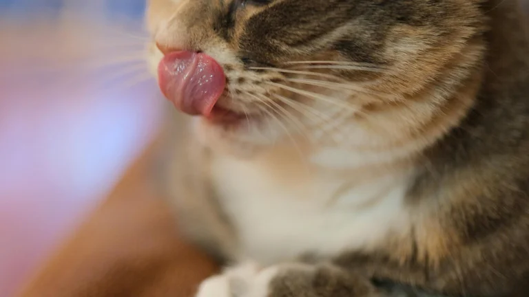 Por que raças de gatos são mais vocais: Fatores Genéticos