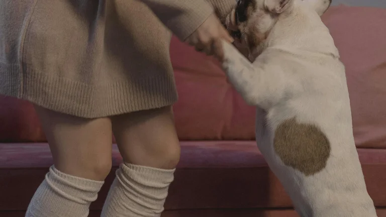 Amizades Inusitadas: Cães e Outros Animais
