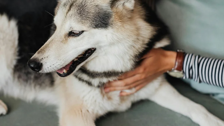 Como os Pets Demonstram Amor Pelos Seus Donos