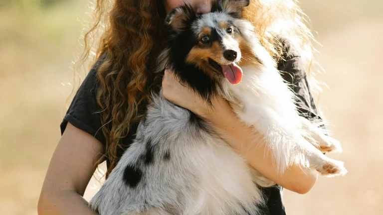 Como Prevenir a Obesidade em Pets de Forma Eficiente