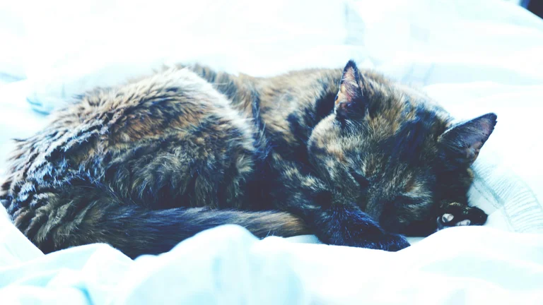 Identificando Sinais de Estresse em Cães e Gatos