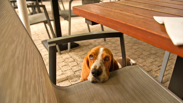 Os Pets que Conquistaram as Redes Sociais