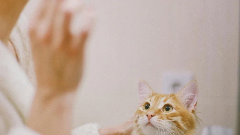 Dicas Essenciais para a Higiene Dental de Gatos