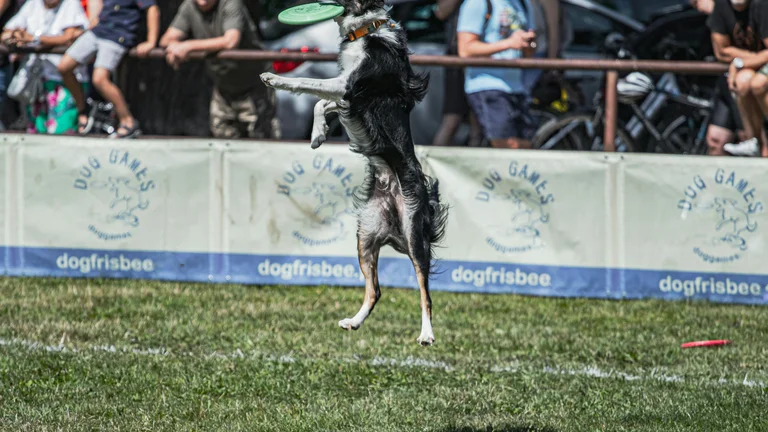 Top Raças de Cães para Competições de Agility