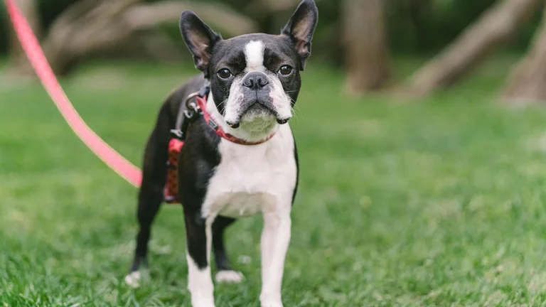 Cachorros Braquicefálicos: Raças e Cuidados Especiais