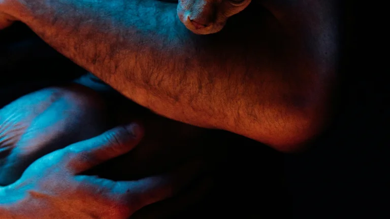 Gatos Sem Pelo: Descubra Raças Fascinantes