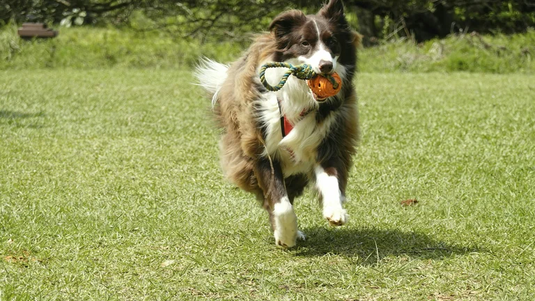 Importância do Exercício Físico no Comportamento Canino