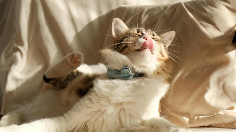 Instintos Naturais dos Gatos: Curiosidades Fascinantes