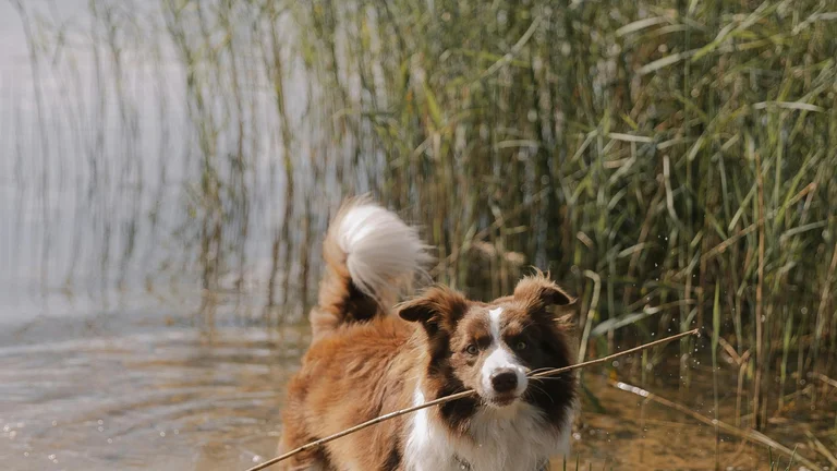 Raças de Cães Para Aventureiros ao Ar Livre