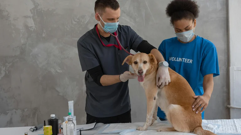Exames de Rotina: Saúde Animal em Primeiro Lugar