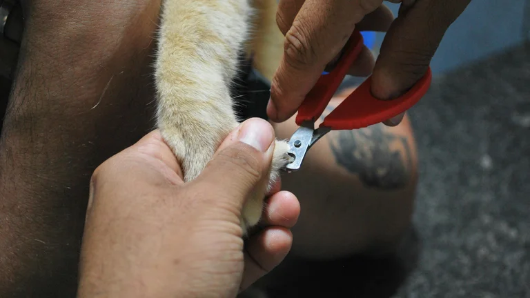 5 Dicas para Manter as Unhas do Seu Pet Saudáveis