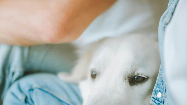 Como ensinar seu cachorro a esperar pela comida