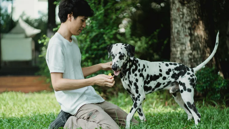Como prevenir pulgas e carrapatos em pets