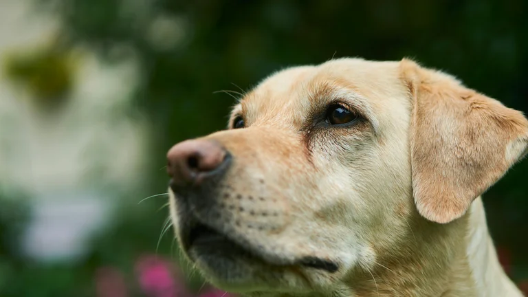 Lealdade em Raças de Cães: Golden Retriever e Mais