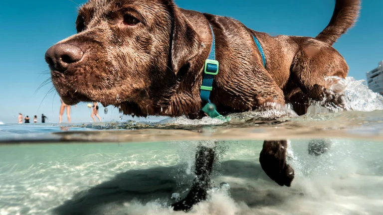 Raças de Cães com Maior Expectativa de Vida