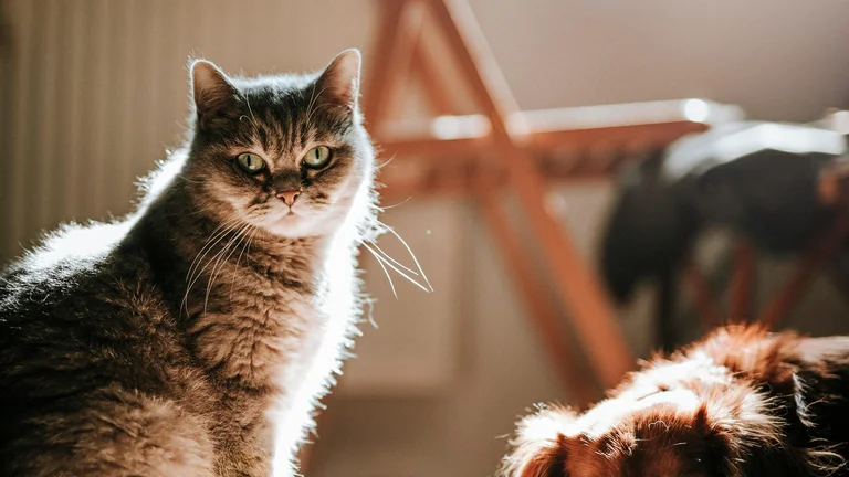 Treinamento de Pets Resgatados: Dicas Para Superar Traumas