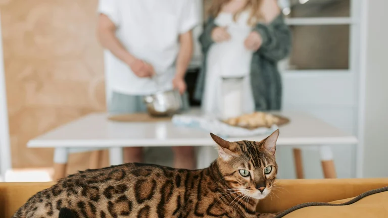 Descubra Gatos de Raças Raras: Savannah e Outros