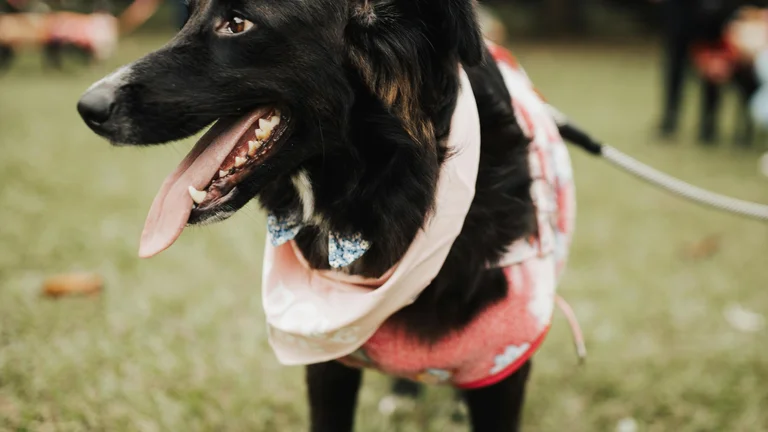 Entenda a Linguagem Corporal do Seu Cachorro