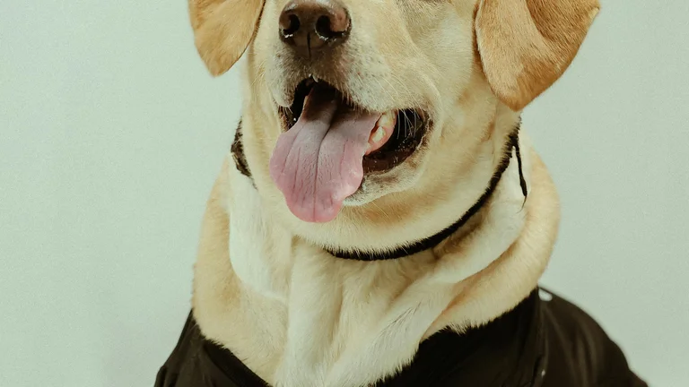 A Origem das Raças de Cachorros Mais Populares