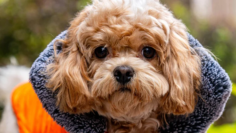 Acessórios Indispensáveis para o Conforto do Seu Cão