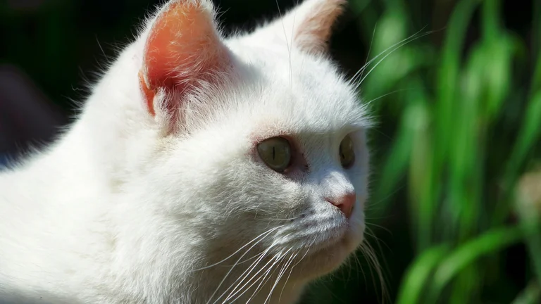 Gatos que Previram Desastres: Histórias Incríveis