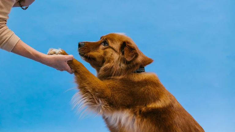 Raças de Cachorros Mais Inteligentes e Fáceis de Treinar