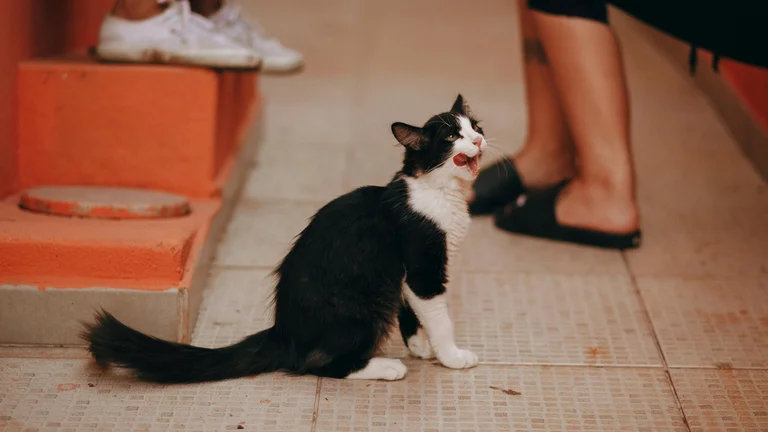 Dicas para Ensinar Truques Básicos ao Seu Gato