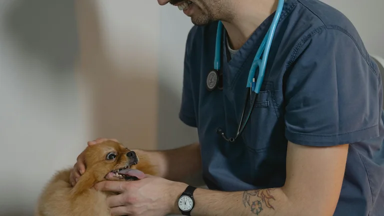 Reconhecendo Dores Articulares em Pets: Sinais Importantes