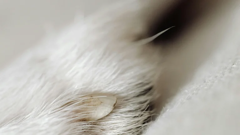 Cuidados Essenciais para as Unhas dos Pets