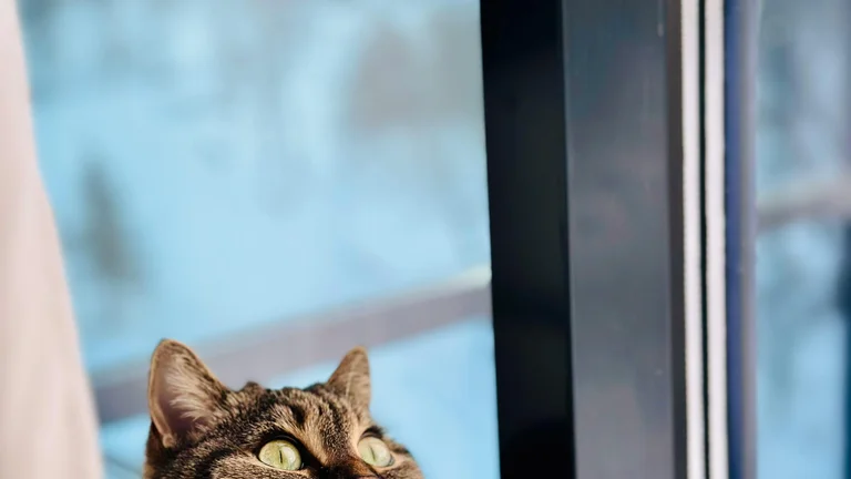 Comportamento Territorial em Gatos: Entenda
