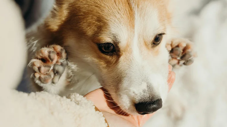 Cuidados Essenciais para Patas de Cães no Inverno