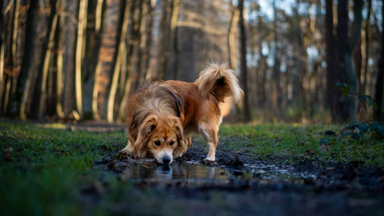 Bebedouros Automáticos: Essenciais para a Hidratação dos Pets