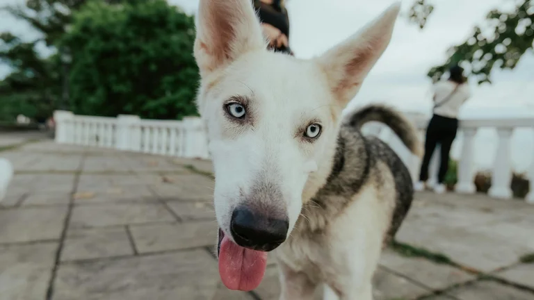 Socialização de Filhotes: A Chave para um Pet Feliz