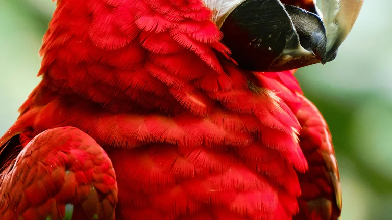 Diferenças entre Papagaios Falantes: Raças e Características